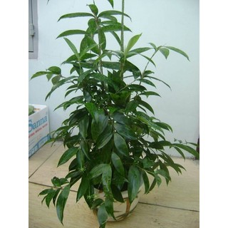 Chậu cây trúc nhật lá đốm, loài cây cảnh trang trí đẹp, vượng phong thuỷ