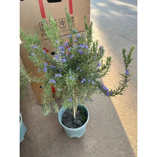 Chậu cây hương thảo tree đang hoa như ảnh