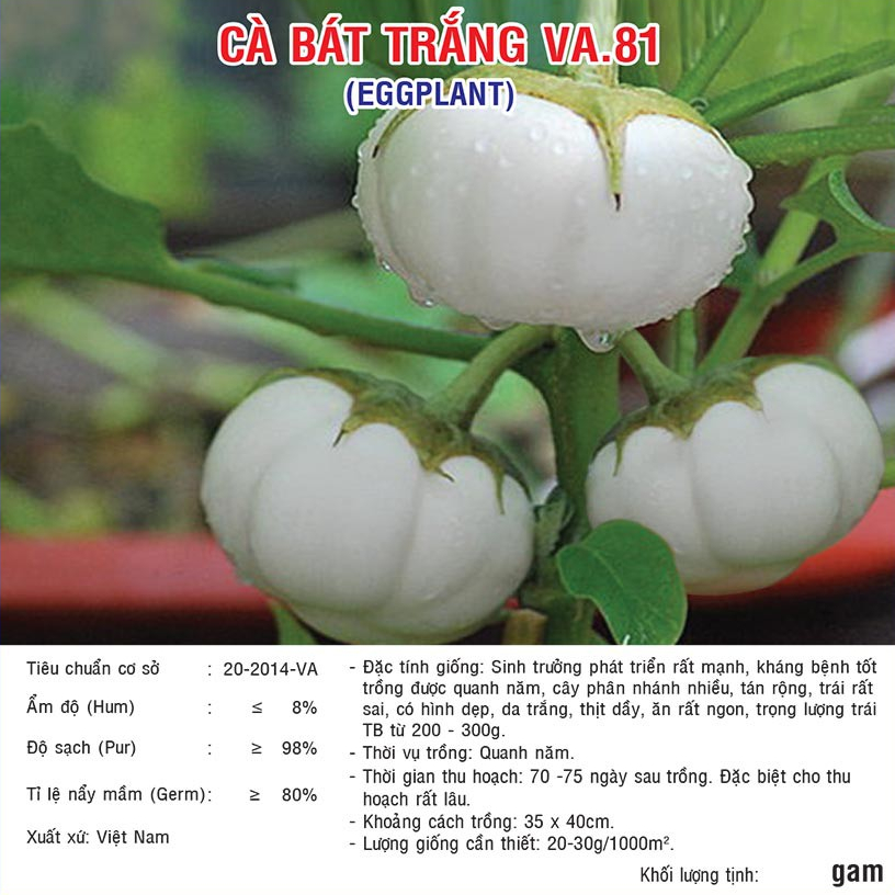 Hạt giống Cà Bát Trắng (VA.81)