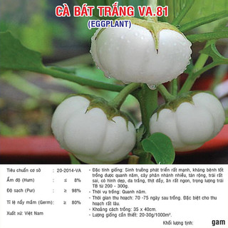 Hạt giống Cà Bát Trắng (VA.81)