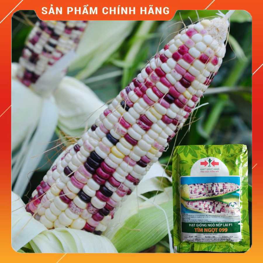 100gr HẠT GIỐNG NGÔ NẾP LAI F1 TÍM NGỌT 099