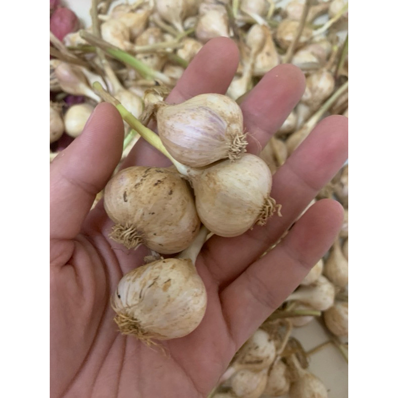 Tỏi Lý Sơn 2,3 tép đầu mùa 1kg