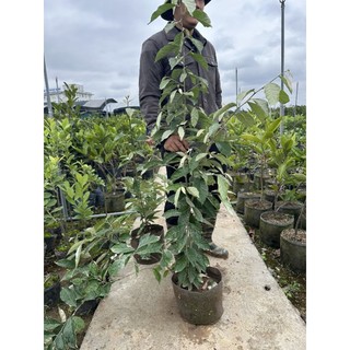 Cây nhót loại nhỡ bầu bát cây to như hình