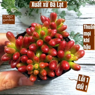 Sen đá thạch ngọc đỏ Đà Lạt size bé cây cảnh trang trí nhà cửa Toro garden