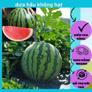 hạt dưa hấu không hạt- gói 15 hạt  (dễ trồng thu hoạch sau 3 tháng trồng)
