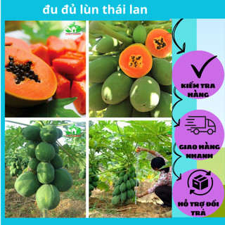 Hạt giống đu đủ lùn thái lan siêu trái nhanh ra quả