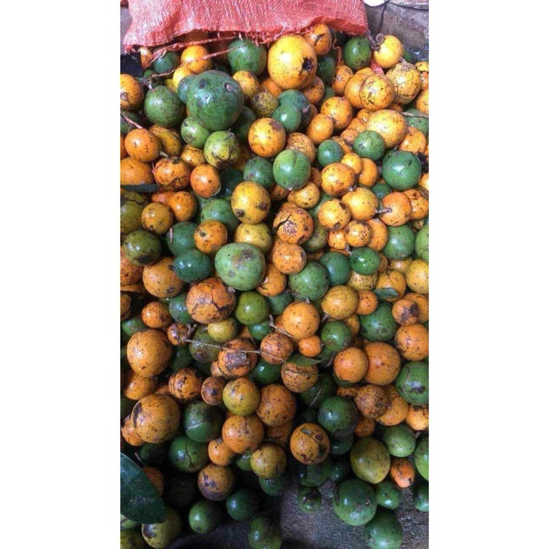 HẠT SANG TRẮNG - KHẮC TINH CỦA ĐAU DẠ DÀY, ĐẠI TRÀNG