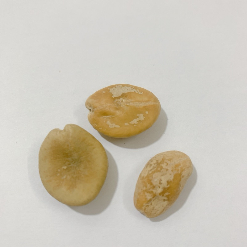 HẠT SANG TRẮNG - KHẮC TINH CỦA ĐAU DẠ DÀY, ĐẠI TRÀNG