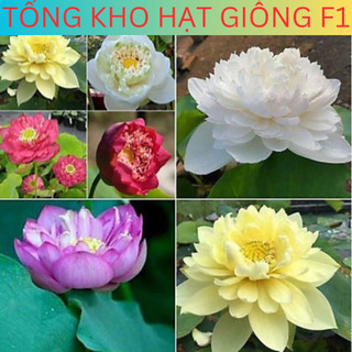Hạt giống sen mini Nhật, hạt sen bách diệp nhiều màu, hạt giống sen chuẩn f1, hạt giống tốt sau 3 tháng ra hoa