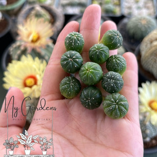 Xương rồng Aster mini gieo từ hạt, nhiều kích cỡ