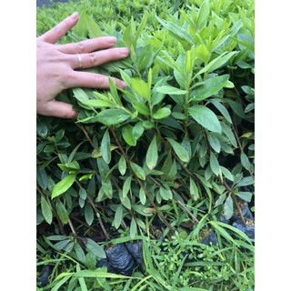 Combo 3 Cây đỗ quyên giống có bầu đất