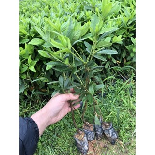 Combo 3 Cây đỗ quyên giống có bầu đất