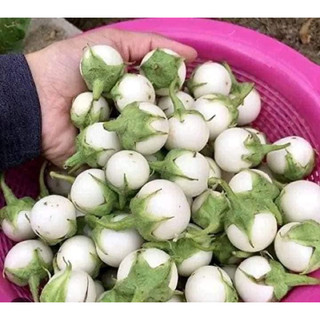 Hạt giống cà pháo trắng cao sản