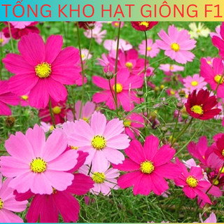 Hạt giống hoa sao nhái mix nhiều màu f1