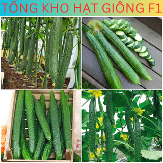 20 Hạt giống dưa chuột nhật siêu trái