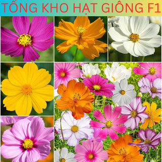 Hạt giống hoa sao nhái mix nhiều màu f1