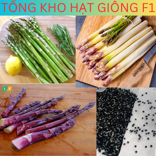 Hạt giống măng tây f1 3 loại Tổng kho hạt giống f1