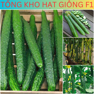 Hạt giống dưa chuột nhật 20 hạt chuẩn f1 . Tổng kho hạt giống f1