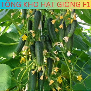 Hạt giống dưa chuột chùm siêu trái, dưa chuột siêu trái f1 tổng kho hạt giống f1