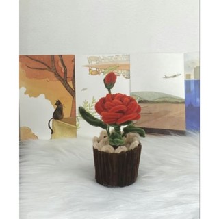 Chậu hoa hồng mini để bàn 🥰