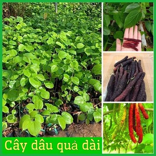 Cây giống dâu quả dài đài loan siêu ngọt -siêu quả