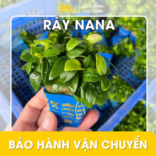 Cây ráy nana, ráy thuỷ sinh lá nhỏ trồng cho hồ cá, bể cá thuỷ sinh