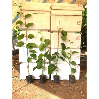 HẠT GIỐNG DƯA TÂY (DƯA GANG TÂY) - 5 hạt/ gói