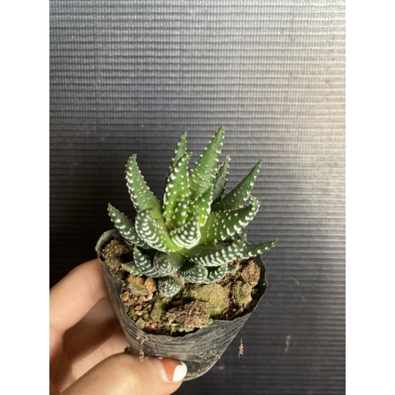 Sen đá móng rồng 5-6cm