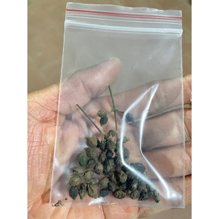 hoa kim ngân (quả có hạt giống) tặng hom giống