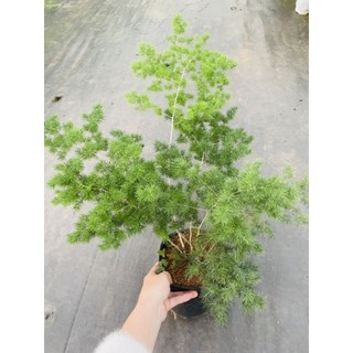 cây Tùng Nho ( chậu lớn)