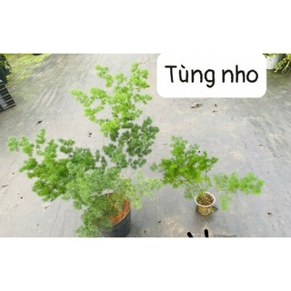 cây Tùng Nho ( chậu lớn)