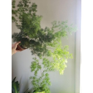 cây Tùng Nho ( chậu lớn)