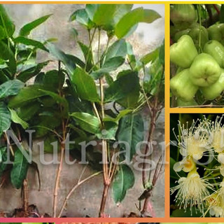 [Ảnh thật] Cây Giống Mận Xanh Đường Sóc Trăng_Roi Xanh Đường__cao 80-100cm khỏe đẹp