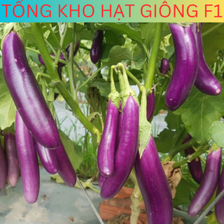 Hạt giống cà tím dài siêu trái