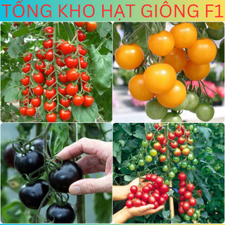 Hạt giống cà chua bi chùm, cà chua chuỗi ngọc siêu trái f1