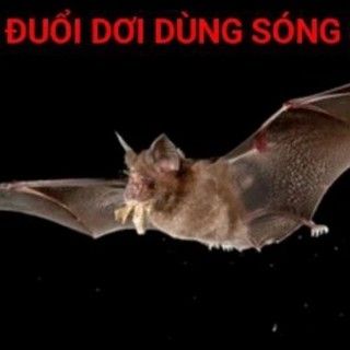Máy Dơi Cao Cấp Cửu Long Dùng Sóng Siêu Âm-Thiết Bị Đuổi Dơi Và Rắn Cao Cấp Chất Lượng Cao Cửu Long