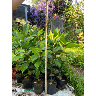 mai xanh thái(chuẩn thái cây cao 50cm )