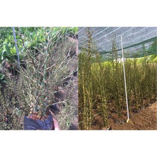 Bụi Cây Trúc Đùi Gà