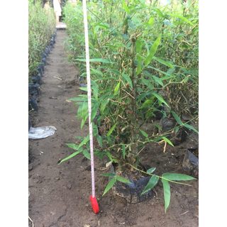 Bụi Cây Trúc Đùi Gà