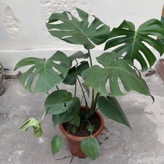 Cây trầu bà lá xẻ to 3 thân , Chiều cao 50cm lá to đẹp