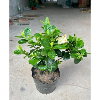 Cây hoa bạch thiên hương, hoa dành dành, Cao 45cm nhiều nhánh sum suê