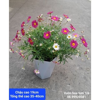 (VHST giao TP.HCM trong ngày) CÂY HOA CÚC HỌA MI.