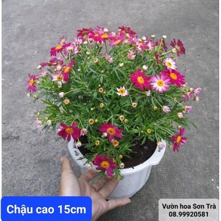 (VHST giao TP.HCM trong ngày) CÂY HOA CÚC HỌA MI.