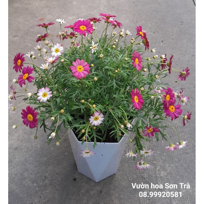 (VHST giao TP.HCM trong ngày) CÂY HOA CÚC HỌA MI.