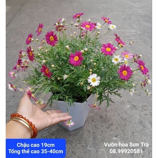 (VHST giao TP.HCM trong ngày) CÂY HOA CÚC HỌA MI.