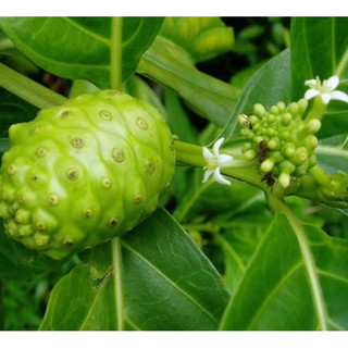 QUẢ NHÀU KHÔ 1 KG ( CHẤT LƯỢNG ,KHÔ THƠM MỚI, SẠCH)