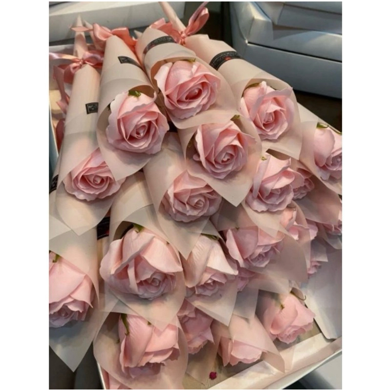 BÓ ỐC QUẾ 1 bông Hàn quốc