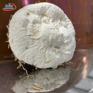 5kg men nấu rượu 36 vị thuốc bắc truyền thống lấy giống tại viện hàn lâm khoa học và công nghệ Việt Nam