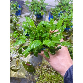 Tiêu Thảo Xanh - Cryptocoryne - Cây Thuỷ Sinh