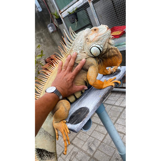 Thức ăn bổ sung cho rồng Nam Mỹ (iguana ).Thức ăn BIG hộp 300g